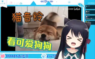 Download Video: 【猫音铃】猫音铃看可爱狗狗