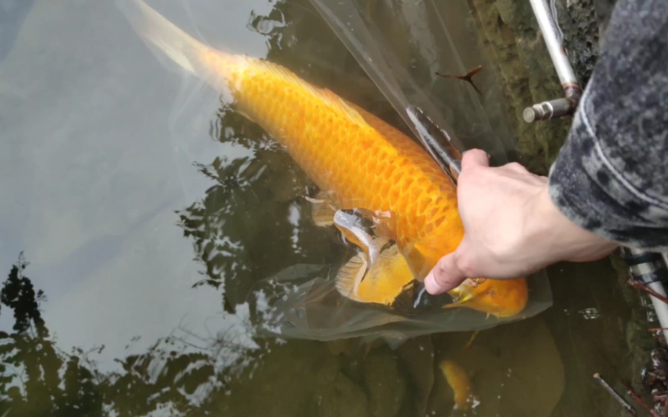 今天把黄金锦鲤捞出来拿去放生