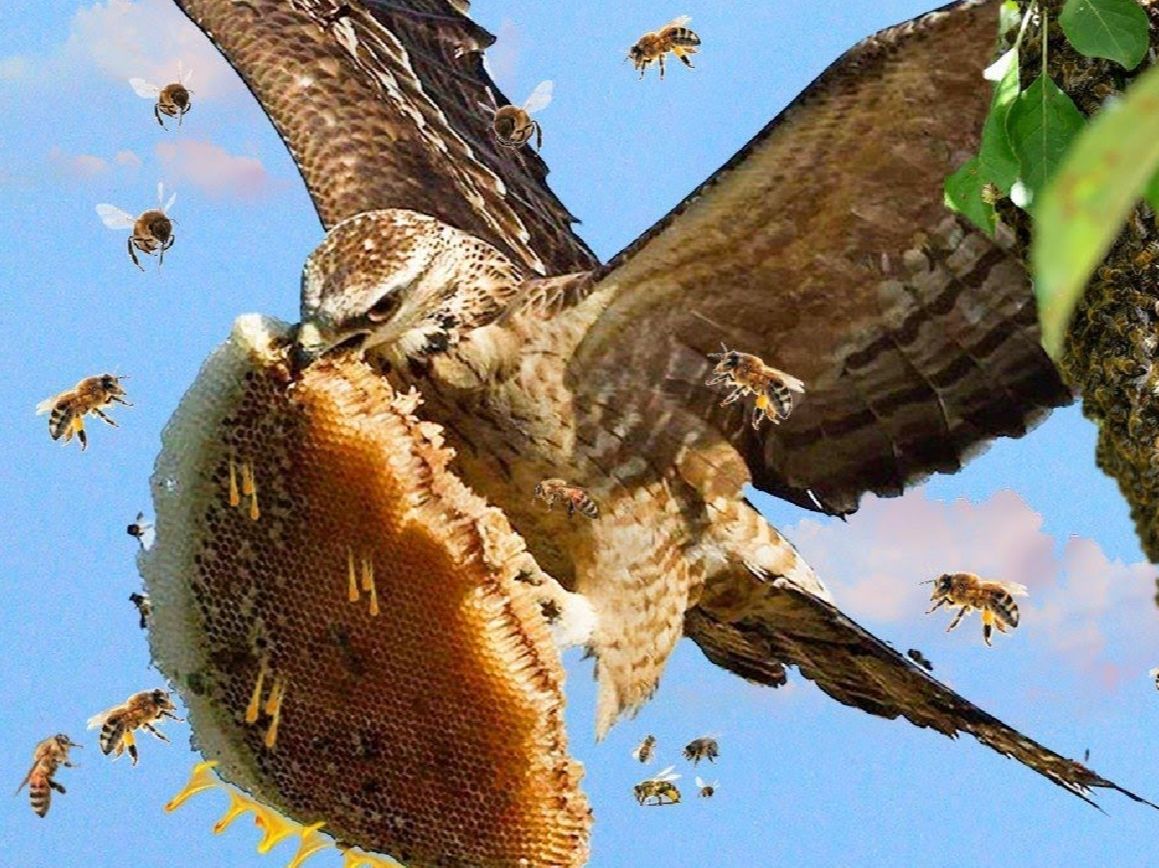 相机捕捉到的蜜蜂攻击野生动物的十大时刻,野生动物攻击!