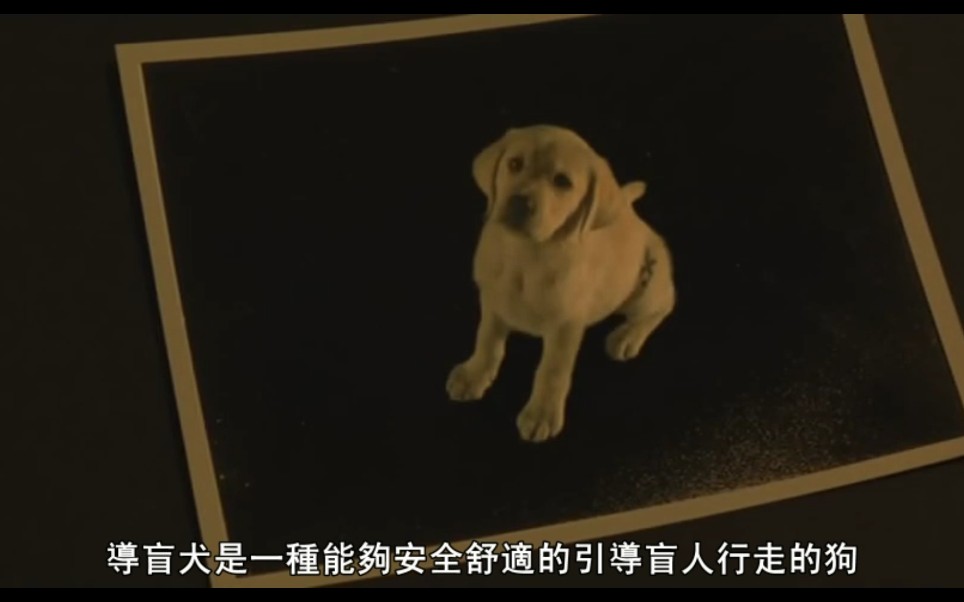 《导盲犬小Q》哔哩哔哩bilibili