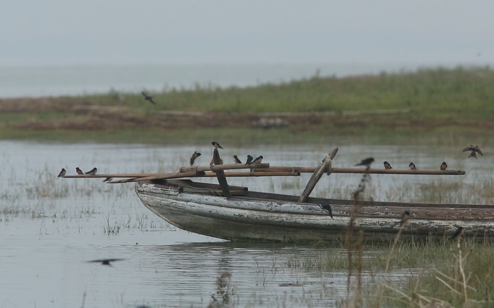 洞庭湖里的小船和燕子