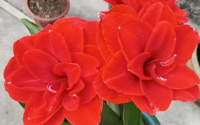 朱顶红 樱桃妮芙 花朵硕大