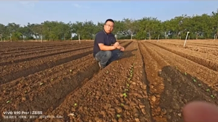 种植萝卜白菜除草剂使用指南#农业技术 #种萝卜用什么除草剂哔哩哔哩bilibili