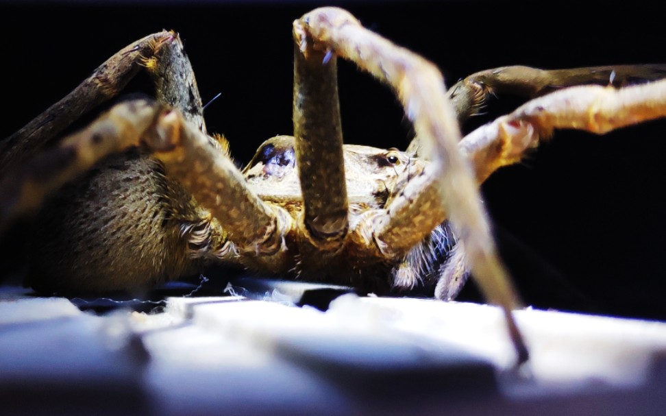 狡蛛盛宴 精准猎杀