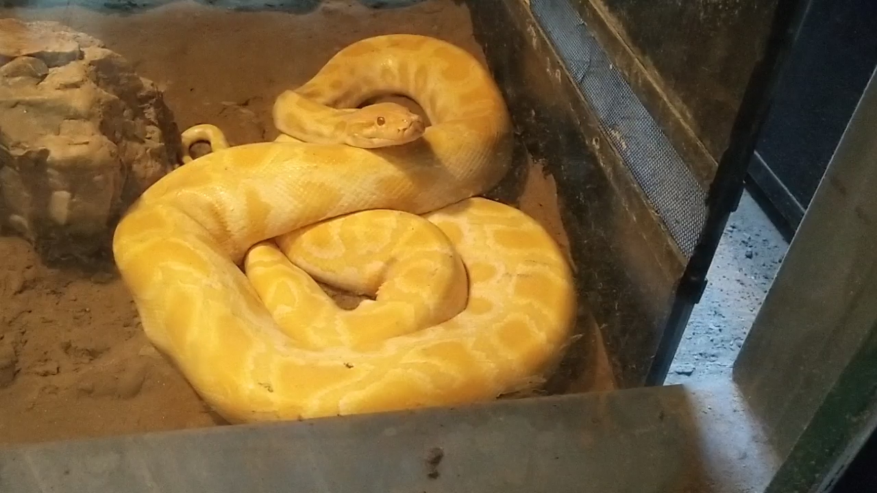 黄金蟒,被咬一口会怎样?