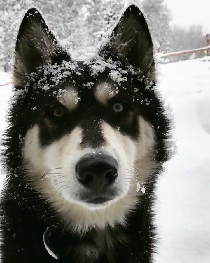 【汪星人】当你凝视狗子的时候,狗子也在凝视你