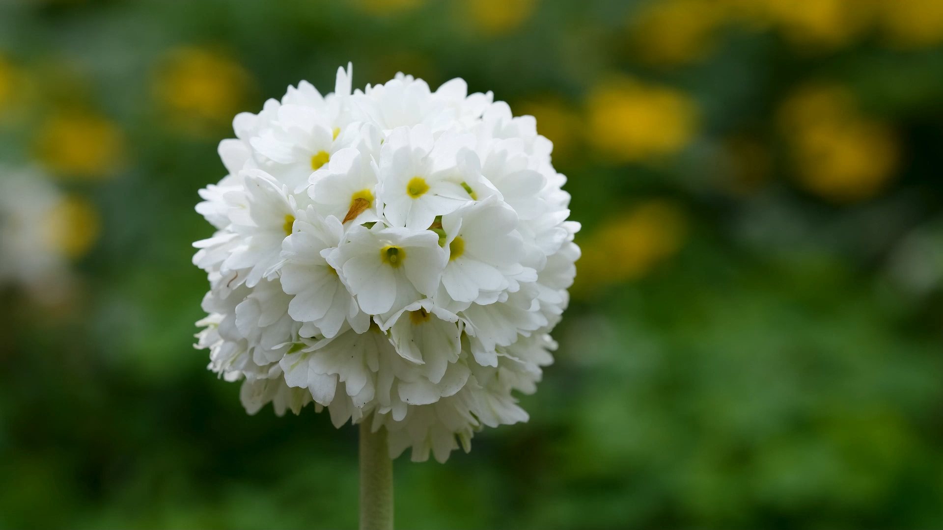 报春花向你点头,互动中治愈你的所有忧愁.