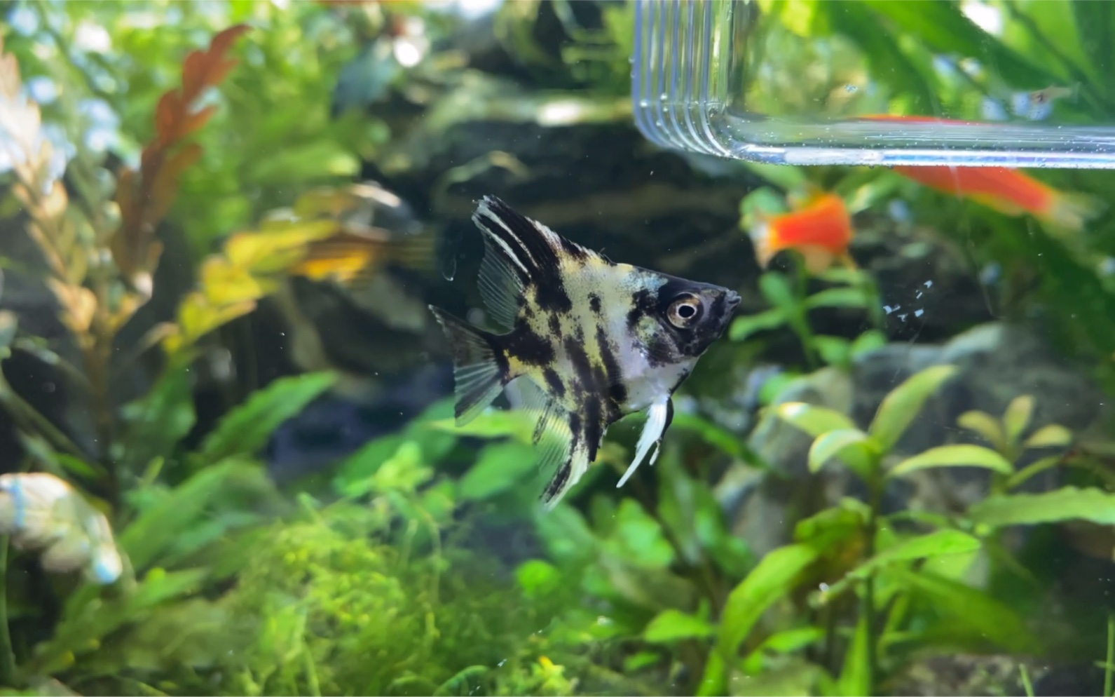 新入缸的燕鱼有段时间状态特别好为何又突然团灭了到底什么原因