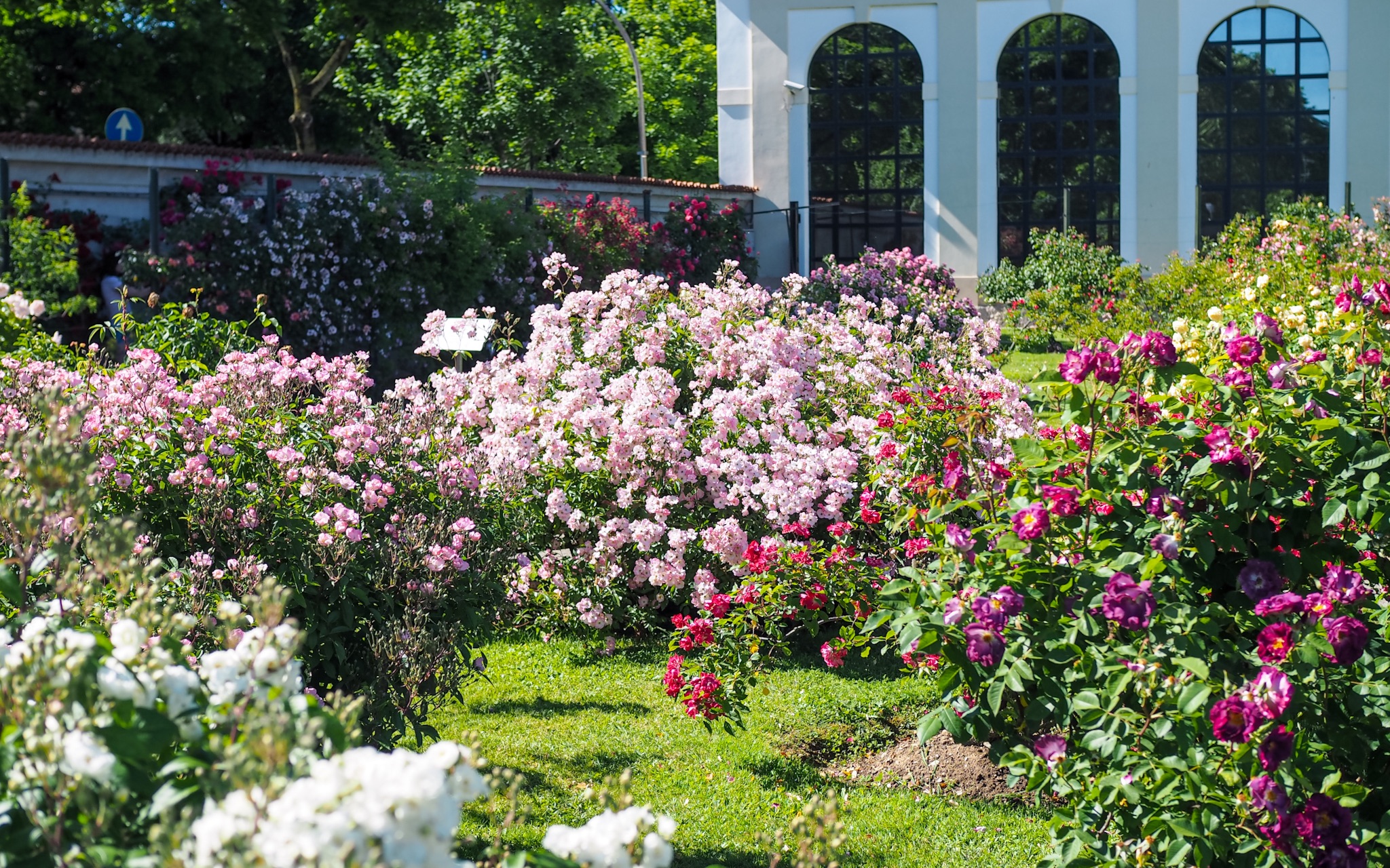 蒙扎nisofumagalli月季园记录现代灌木大型藤本月季园林应用效果