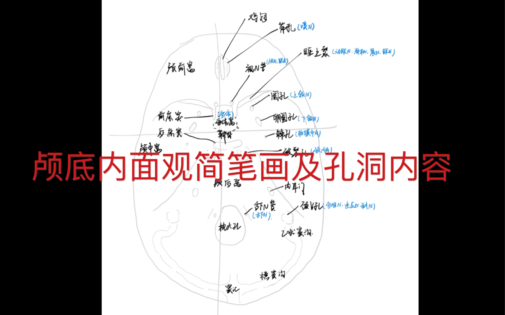 【学习日常】颅底内面观的简笔画和孔洞内容哔哩哔哩bilibili