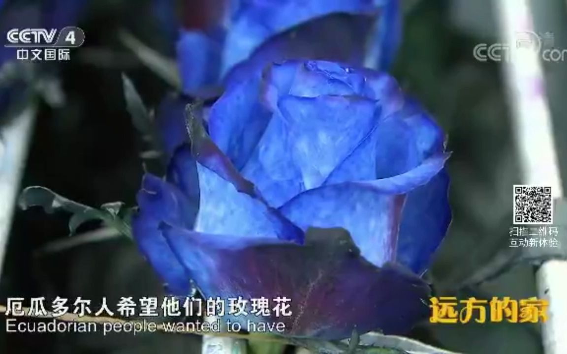 厄瓜多尔玫瑰花的特点 七彩玫瑰诞生记哔哩哔哩bilibili