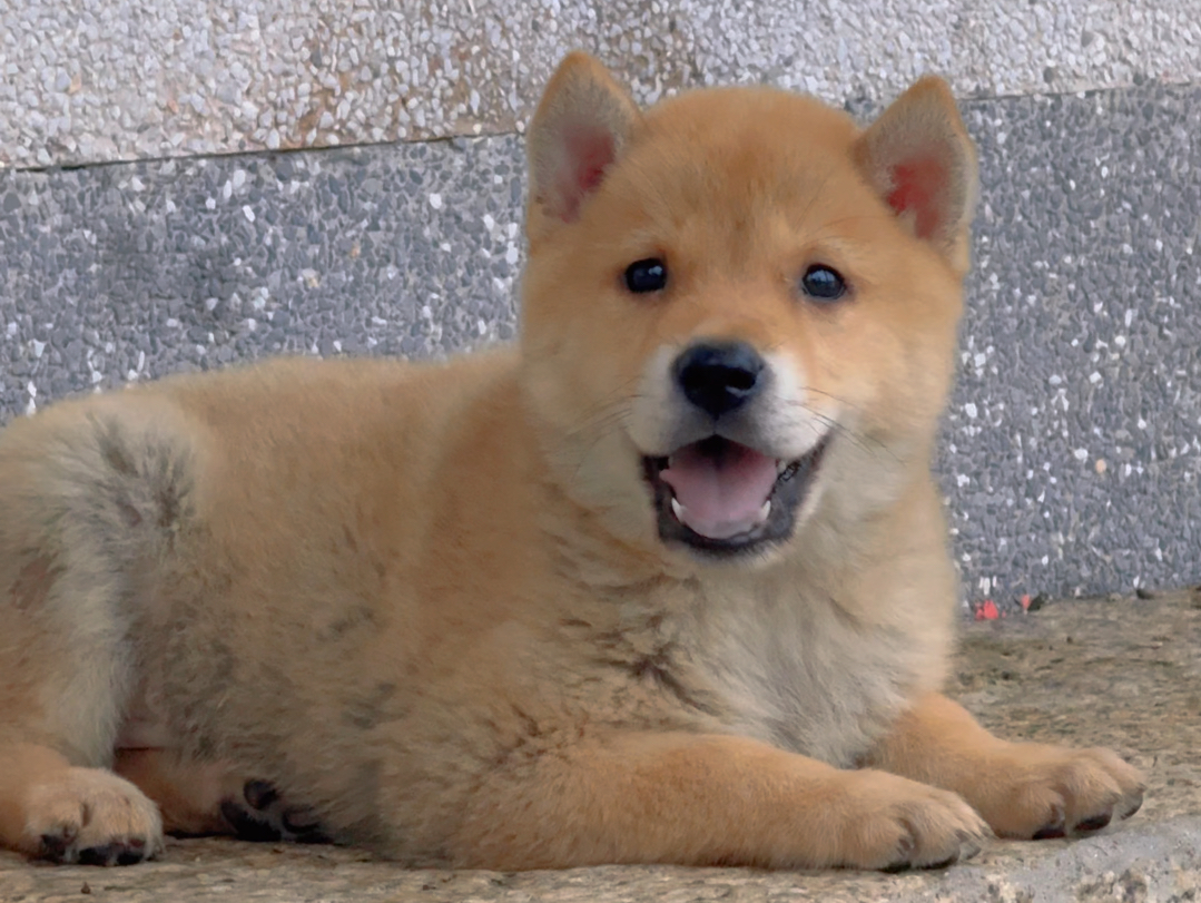 最纯正的中华田园犬