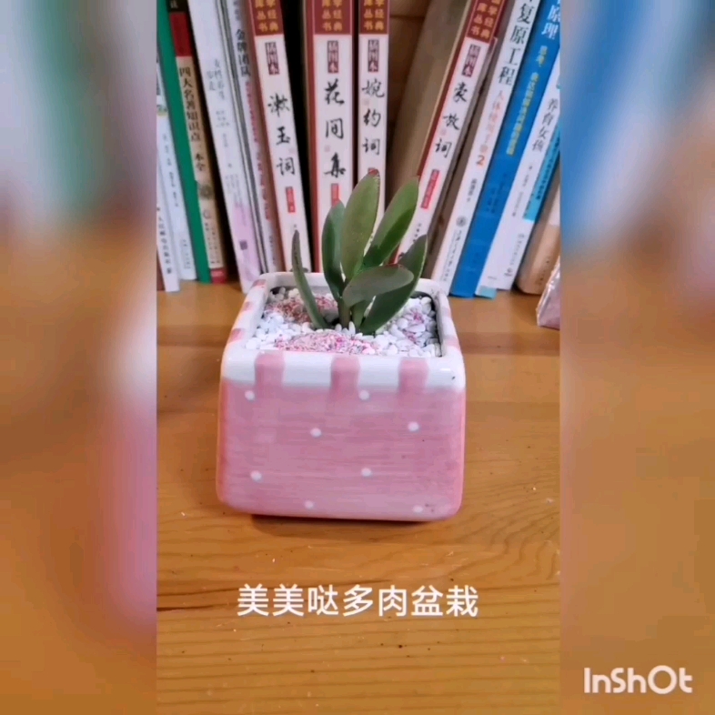 多肉盆栽种植哔哩哔哩bilibili