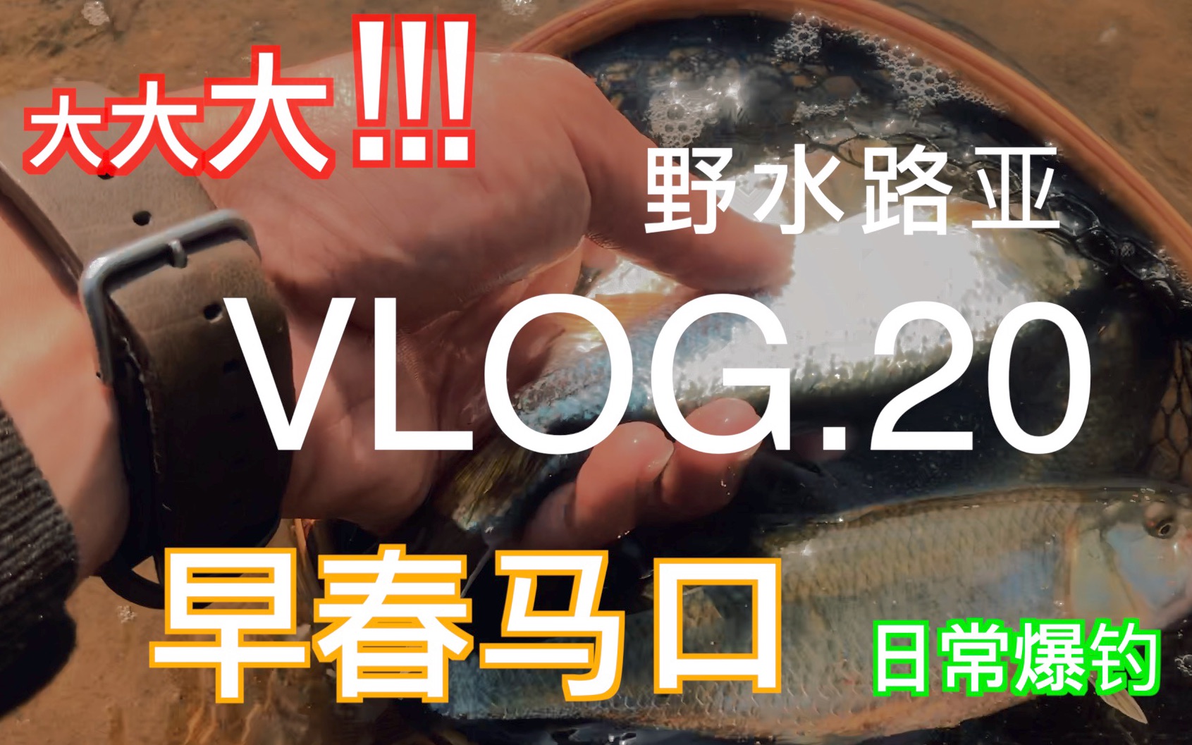 野水路亚VLOG.20 小伙儿拿铁片钓鱼一会儿就钓了一网兜 邱振华日常路亚马口(评论抽奖啦)哔哩哔哩bilibili