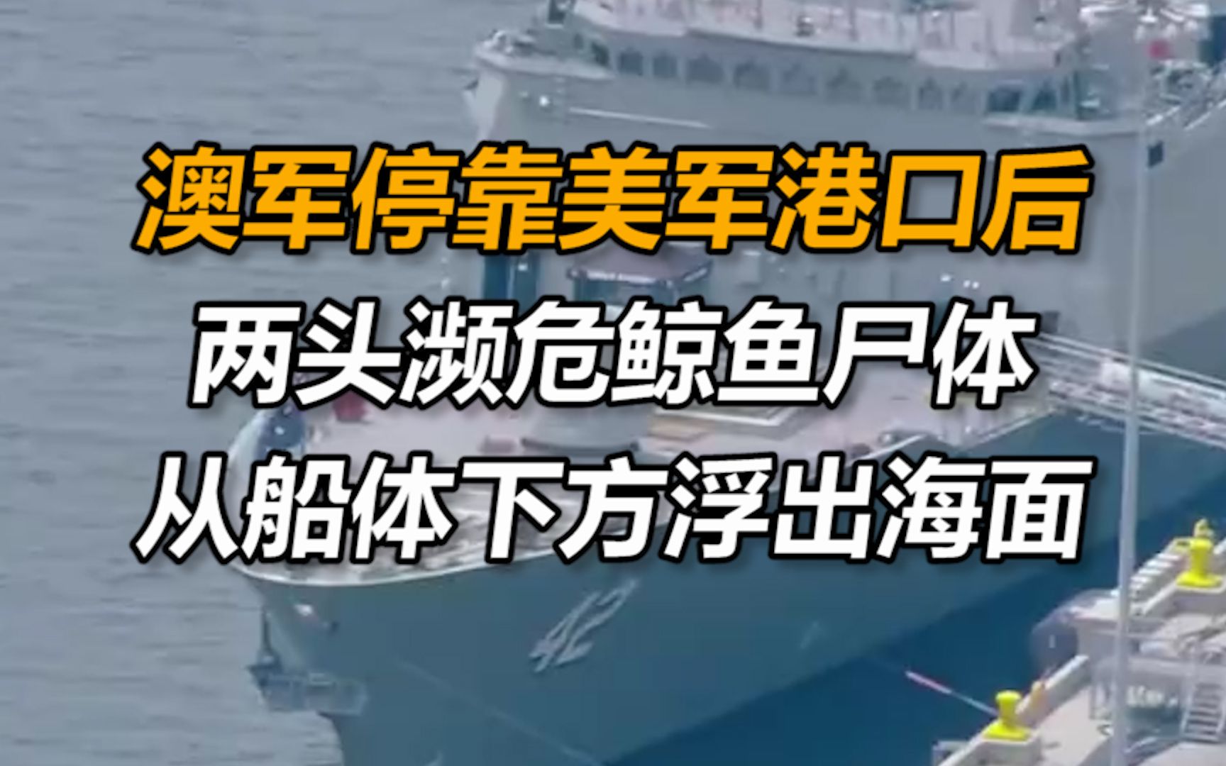 澳军舰导弹试射结束停靠美军港口后,两头濒危鲸鱼尸体从船体下方浮出海面哔哩哔哩bilibili