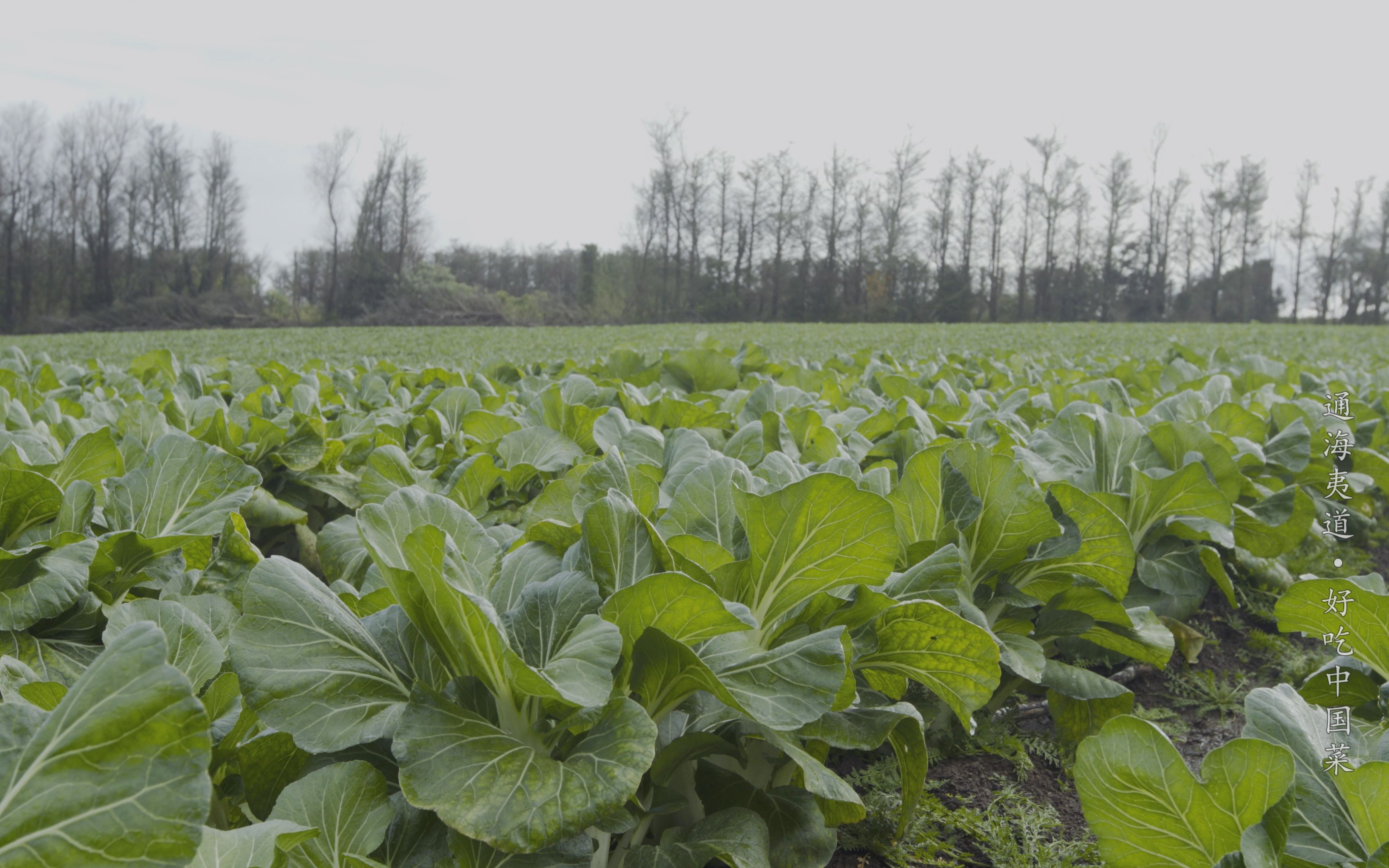 通海夷道:前有猕猴桃在新西兰落地生根,如今华人蔬菜也为当地人熟知