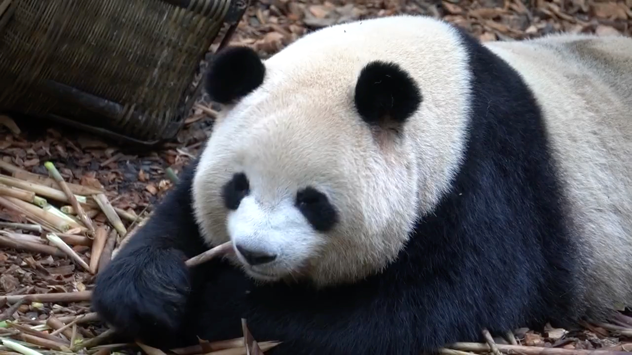 【梅兰肉肉】【大熊猫梅兰】趴趴肉翻着小竹笋正在放空寄几,听见黑妈唧唧歪歪,小白眼儿立刻翻起来了~~~哔哩哔哩bilibili