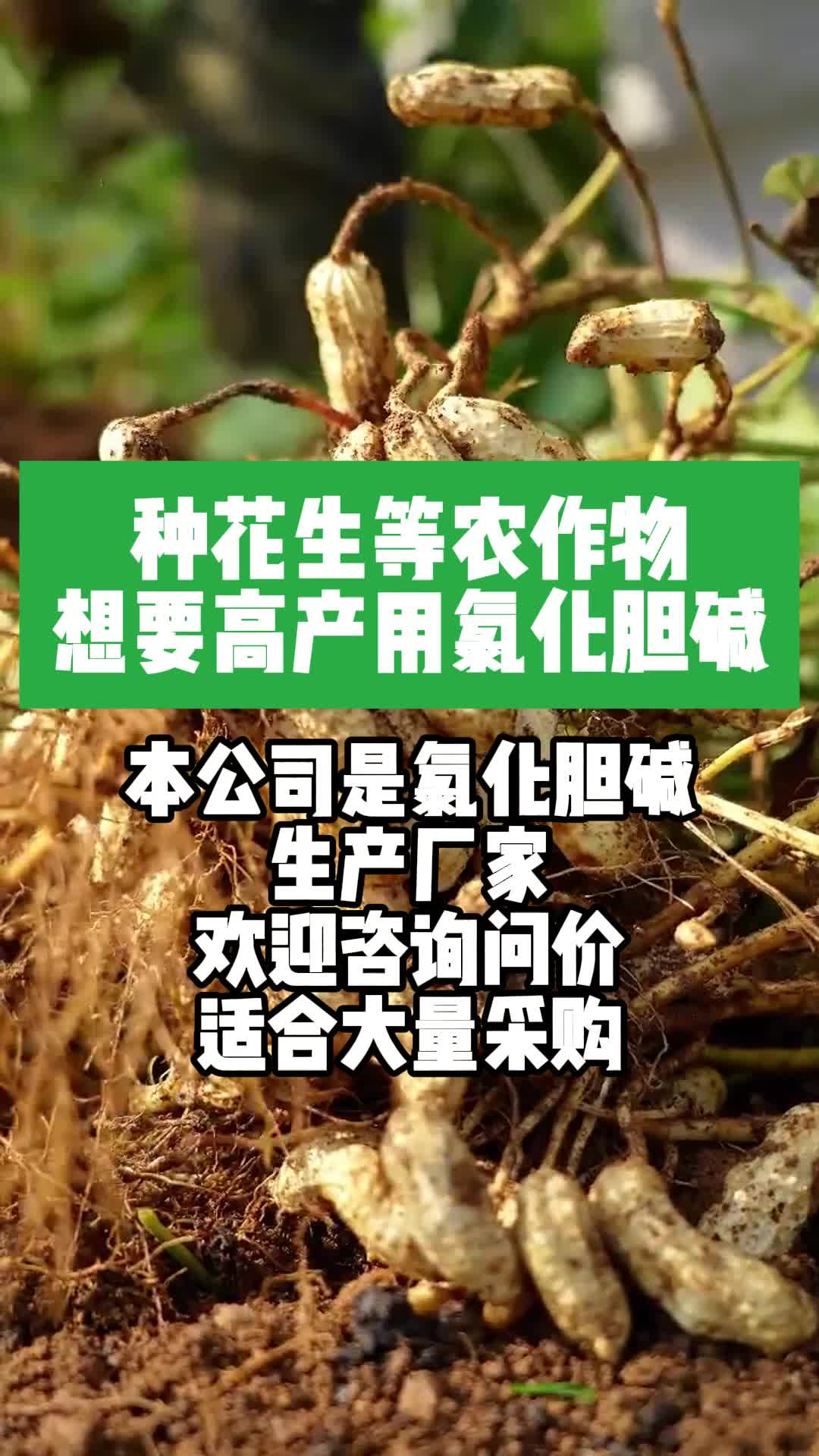 氯化胆碱原料,氯化胆碱可使花生高产