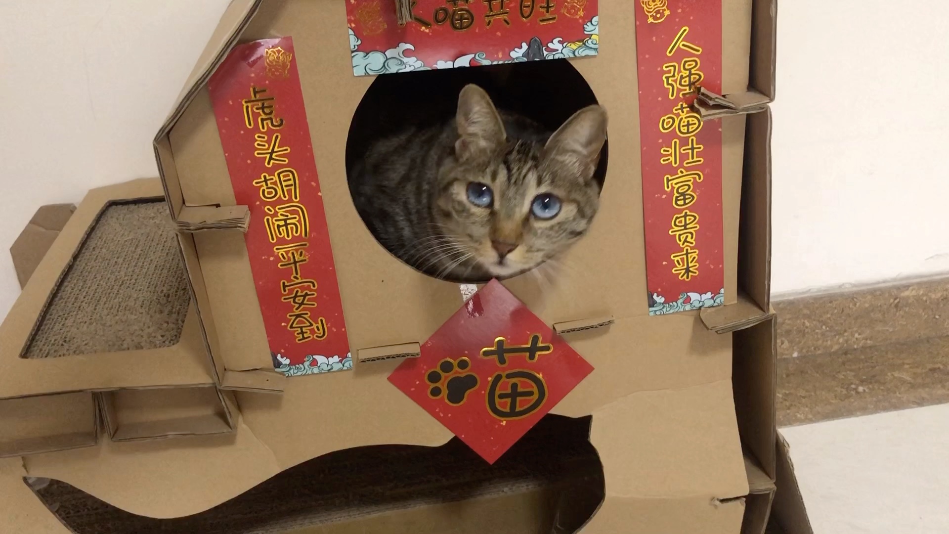 铲屎官刚贴完猫咪春联,小猫咪就来主动营业!超萌猫咪喜迎春节!