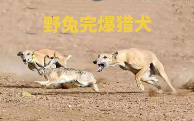 獵犬瘋狂追殺野兔,野兔雖小卻憑藉靈巧走位,完爆所有獵犬