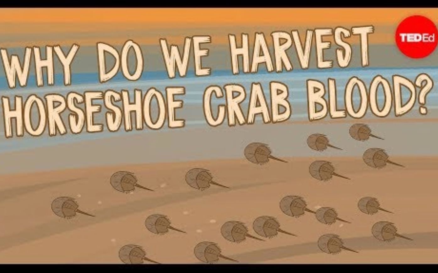 [图]【Ted-ED】我们为什么要收集马蹄蟹的血液 Why Do We Harvest Horseshoe Crab Blood