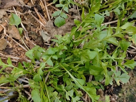 又到了挖荠菜的季节,初冬的荠菜很鲜嫩.哔哩哔哩bilibili