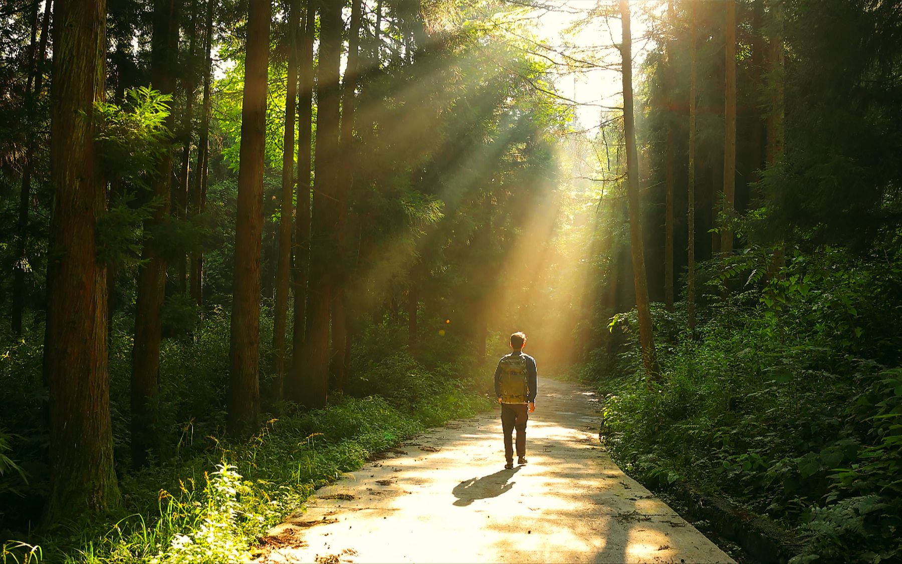 晨光下的森林小路|摄影vlog