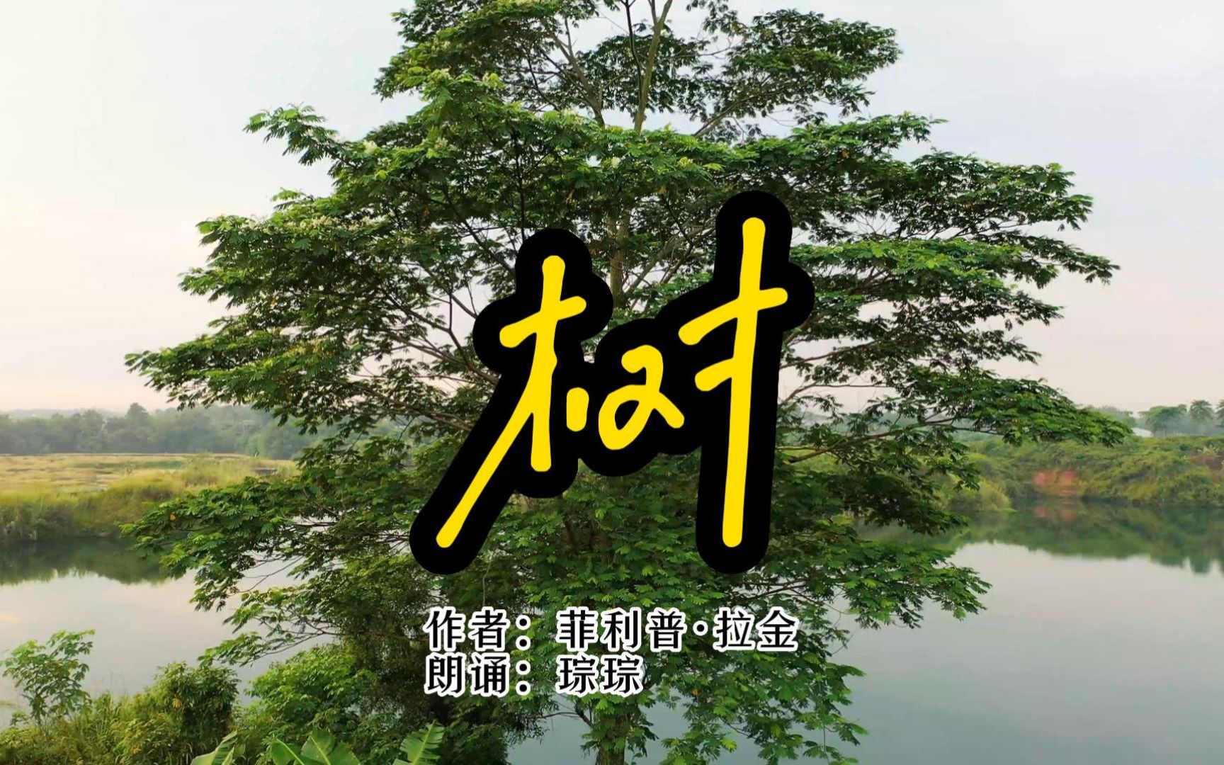 琮琮读诗——菲利普·拉金《树》| 去年已死,从新开始