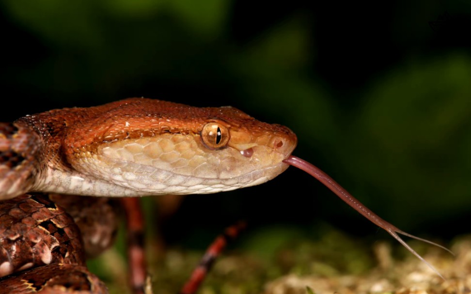亚洲烂肉王——原矛头蝮属