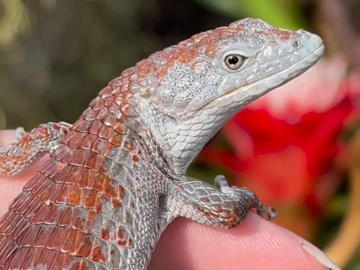 红唇树鳄蜥 abronia lythrochila