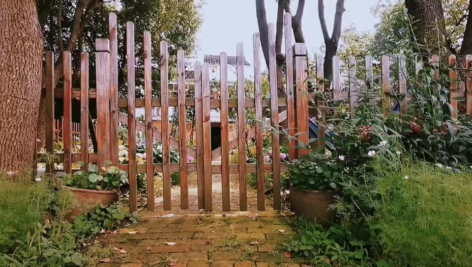 朋友来我家小院拍摄的,比我拍的强多了