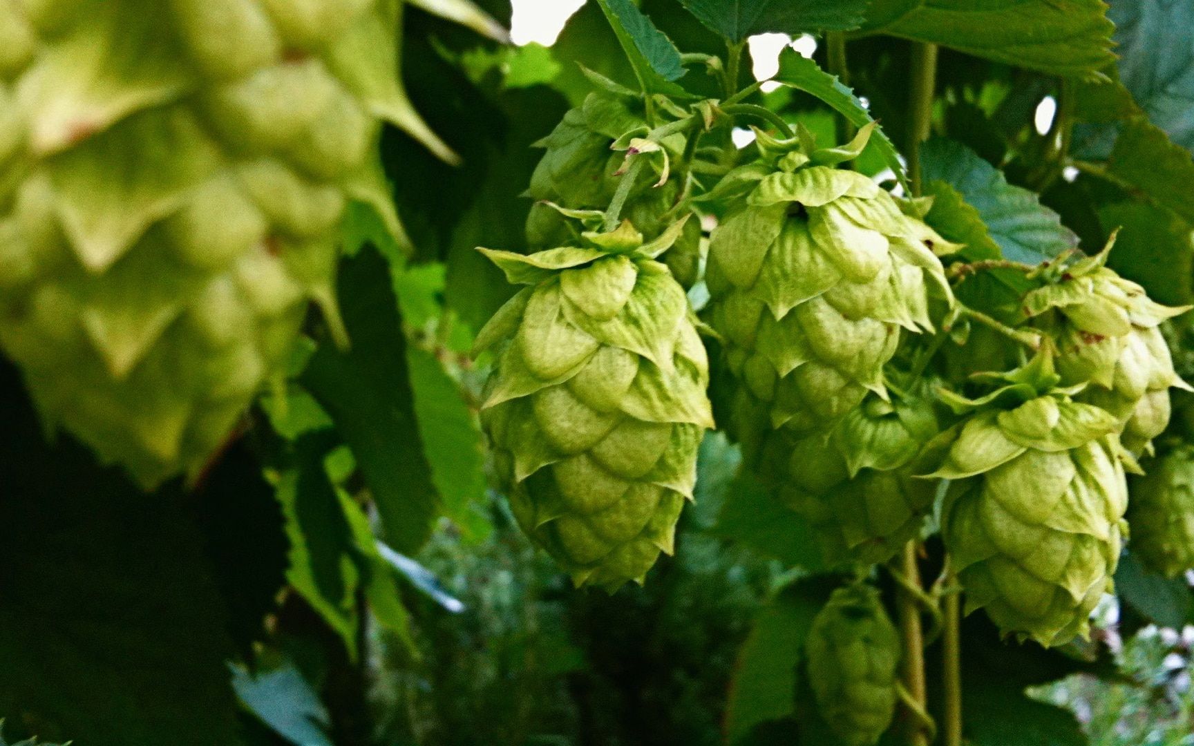 啤酒花植物雌激素有什么作用?