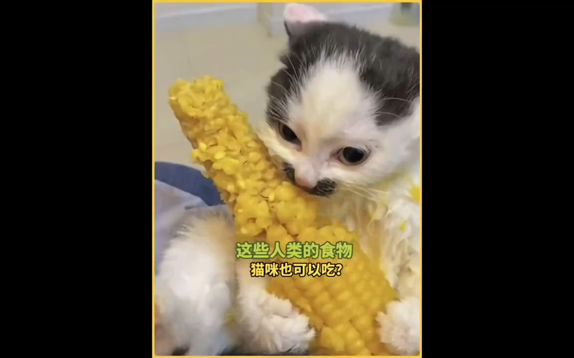 你知道吗?这些人类的食物猫咪也可以吃!哔哩哔哩bilibili