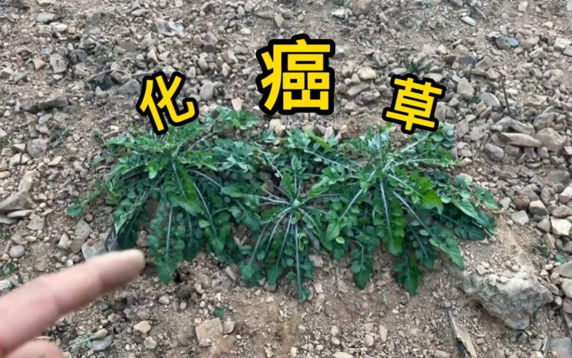 香菇草致癌图片