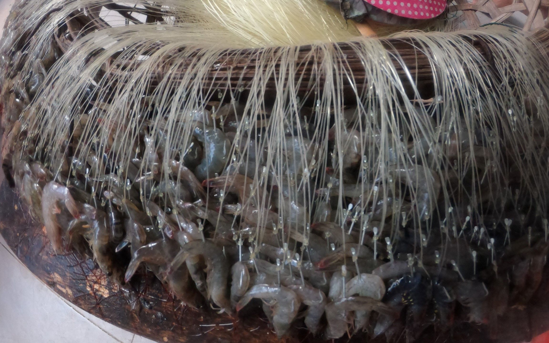 阿忙和老爸挂几百钩虾饵,海上收钩激动的大叫都是钱,大货真不少