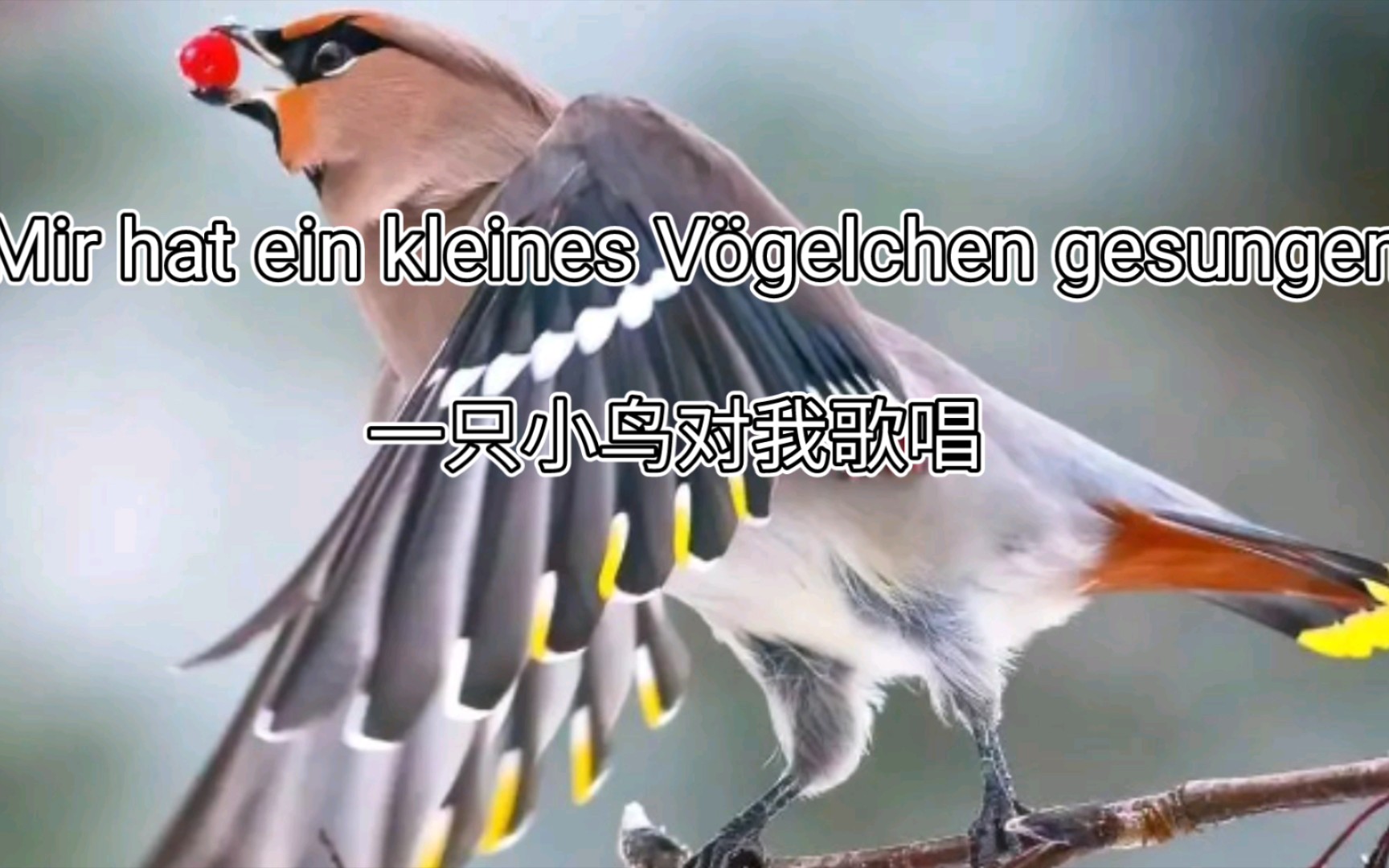 [图][双字/一只小鸟对我歌唱]Mir hat ein kleines Vögelchen gesungen