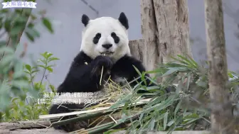 Скачать видео: 【大熊猫毛毛】毛毛麻麻真的太奶了