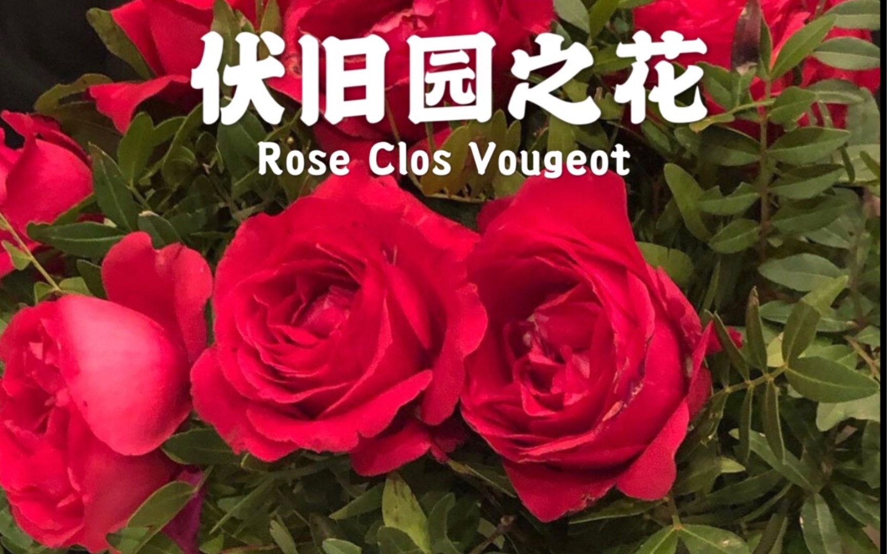 伏旧园之花–戴尔巴德月季