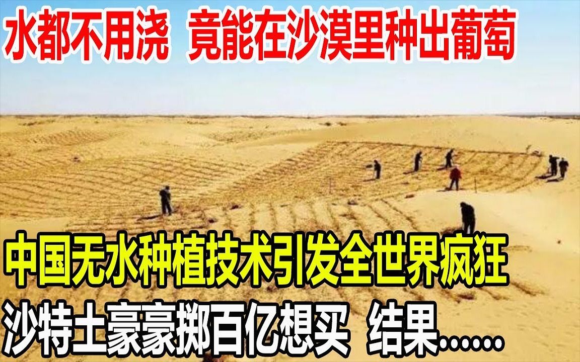 水都不用浇,竟能在沙漠里种出葡萄!中国无水种植技术引发全世界疯狂!沙特土豪豪掷百亿想买,结果……哔哩哔哩bilibili