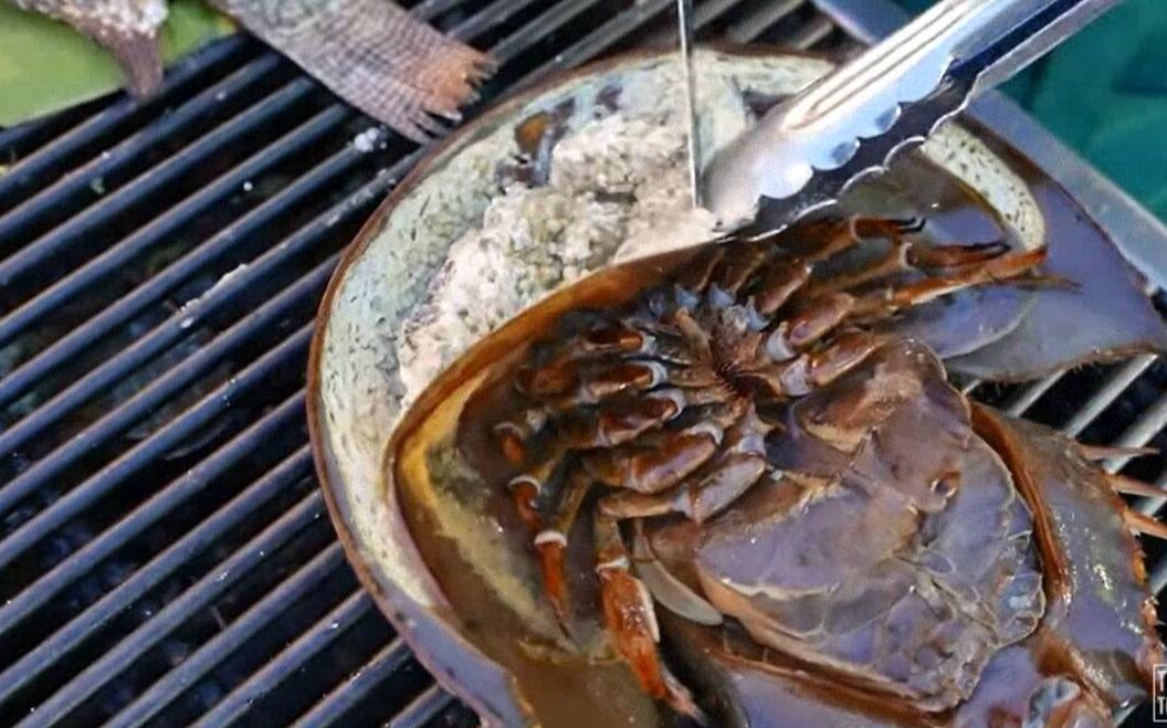 鲎的肚子里好多籽!听说这是史前动物活化石