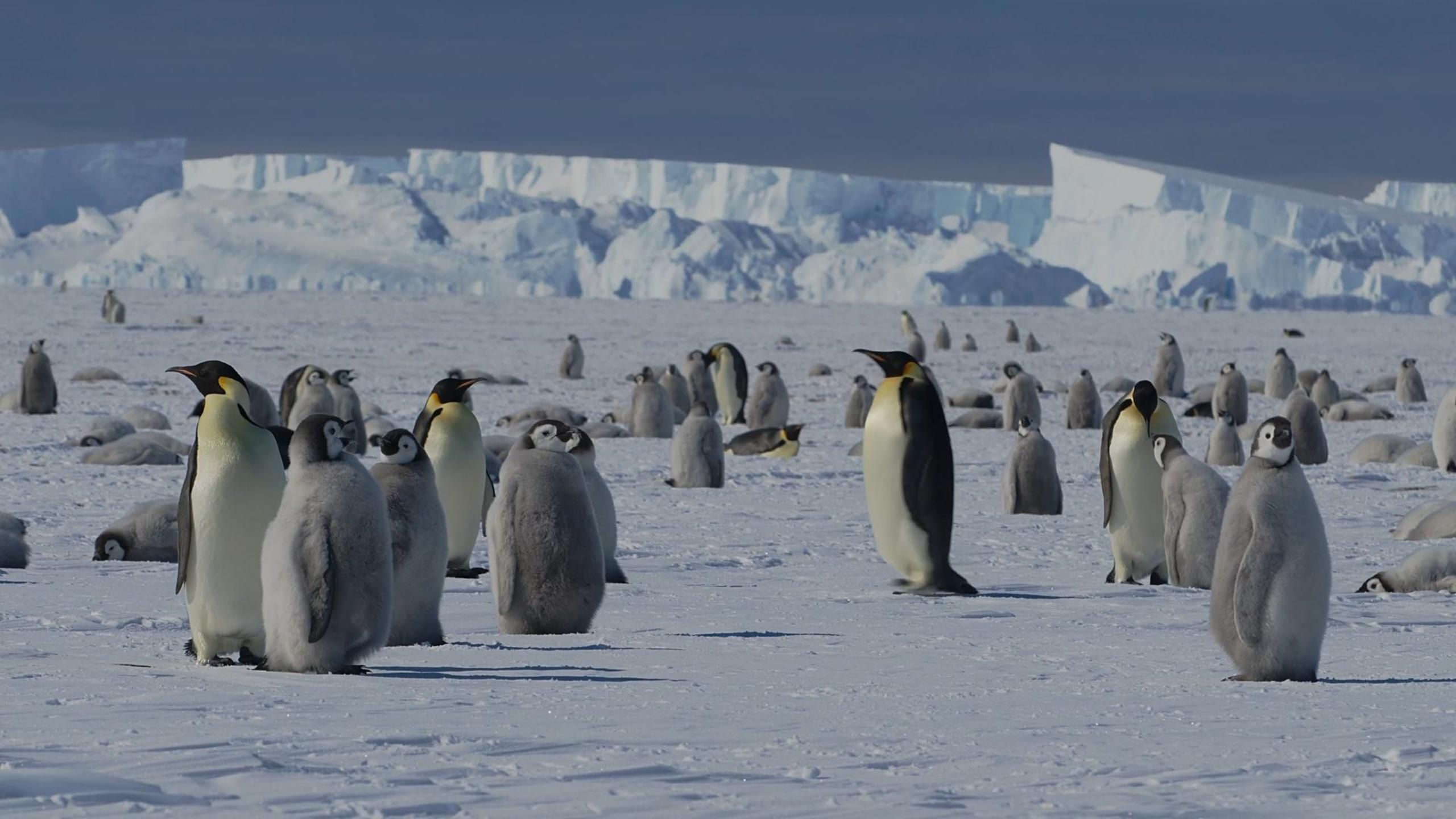 南极企鹅 环境白噪音