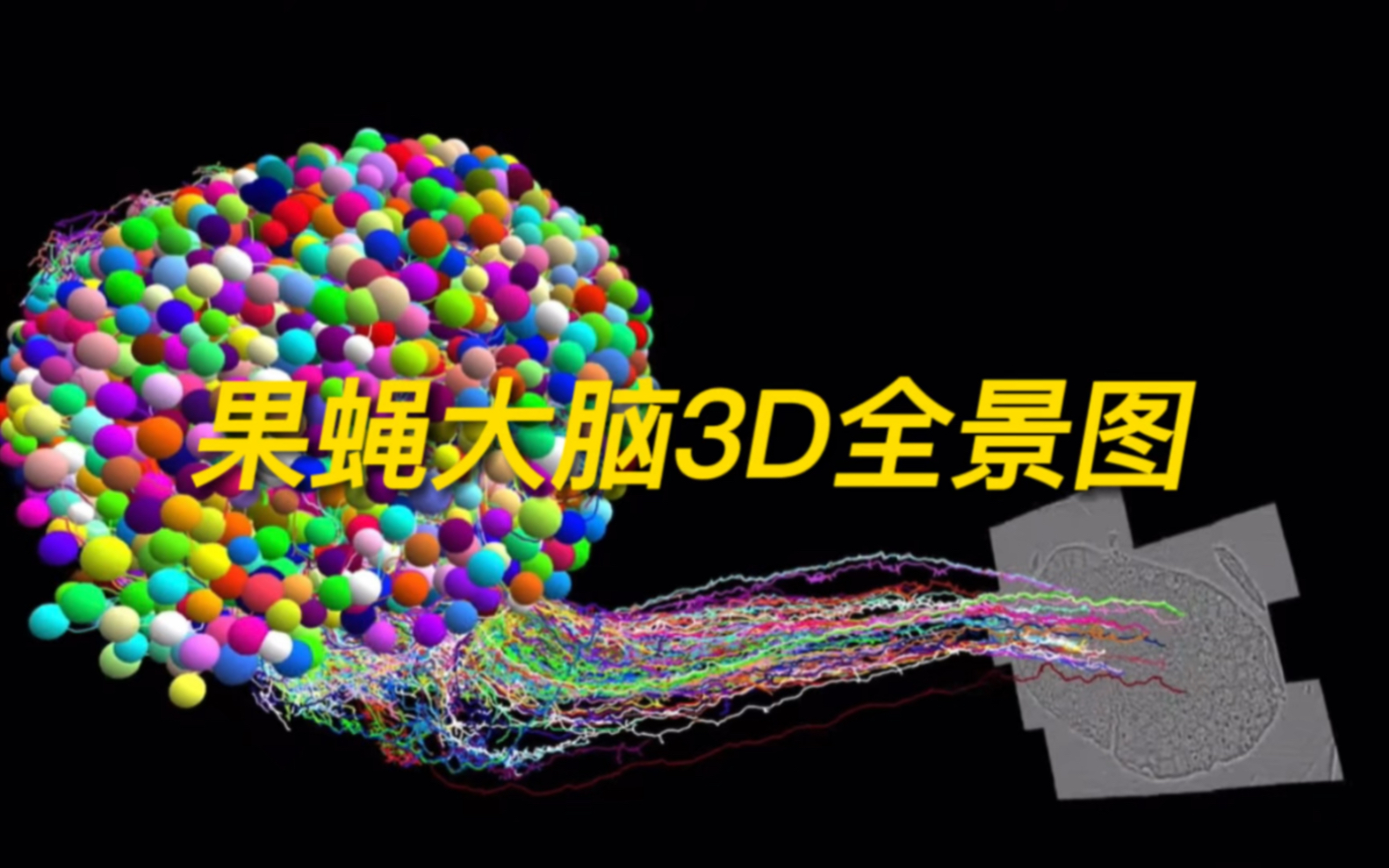 果蝇大脑3D全景图,大脑工作模式竟似人工智能chatGPT哔哩哔哩bilibili