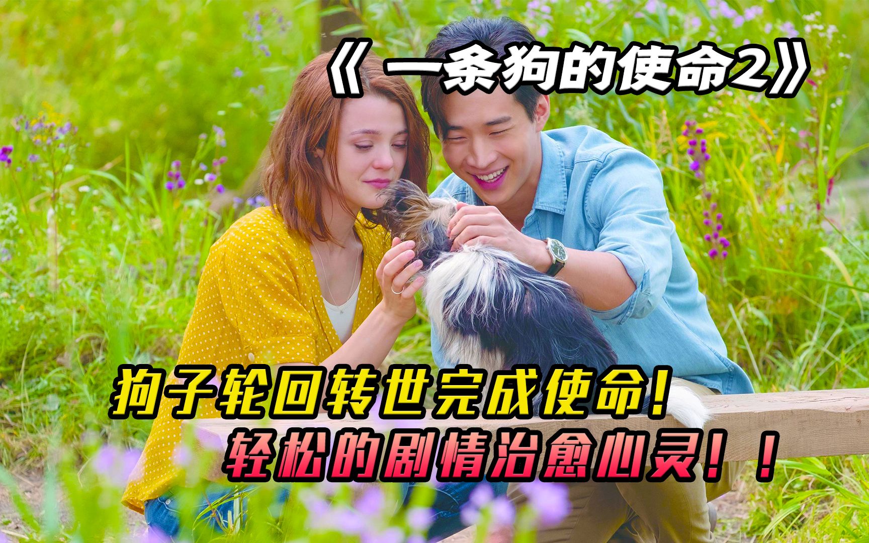 狗狗轮回转世只为回到主人身边，一条狗的使命很简单