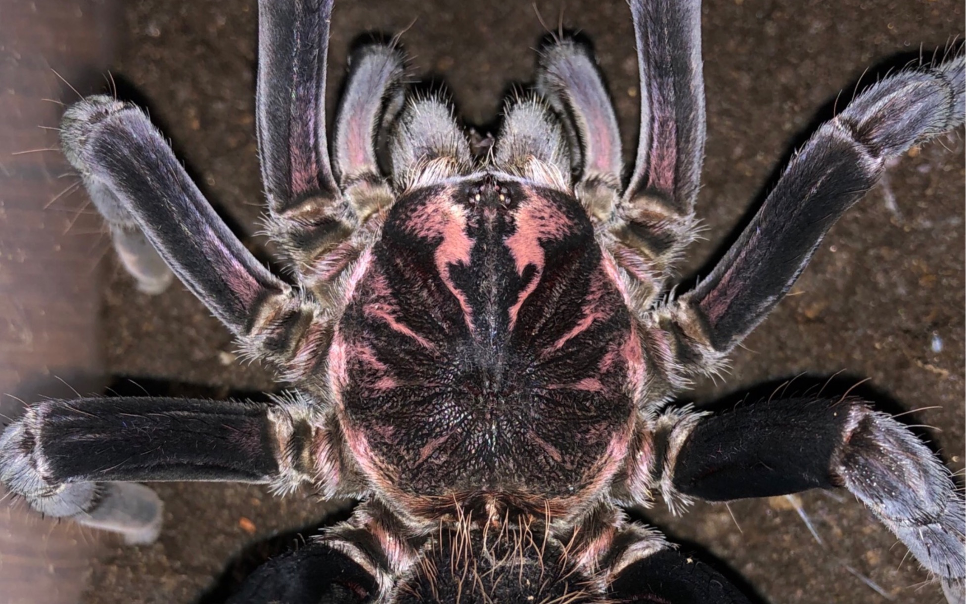 捕鸟蛛 哥伦比亚镭射喂食 竟然丢尽脸面