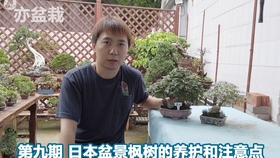 亦盆栽第九期日本枫树的养护管理和注意事项 哔哩哔哩 つロ干杯 Bilibili