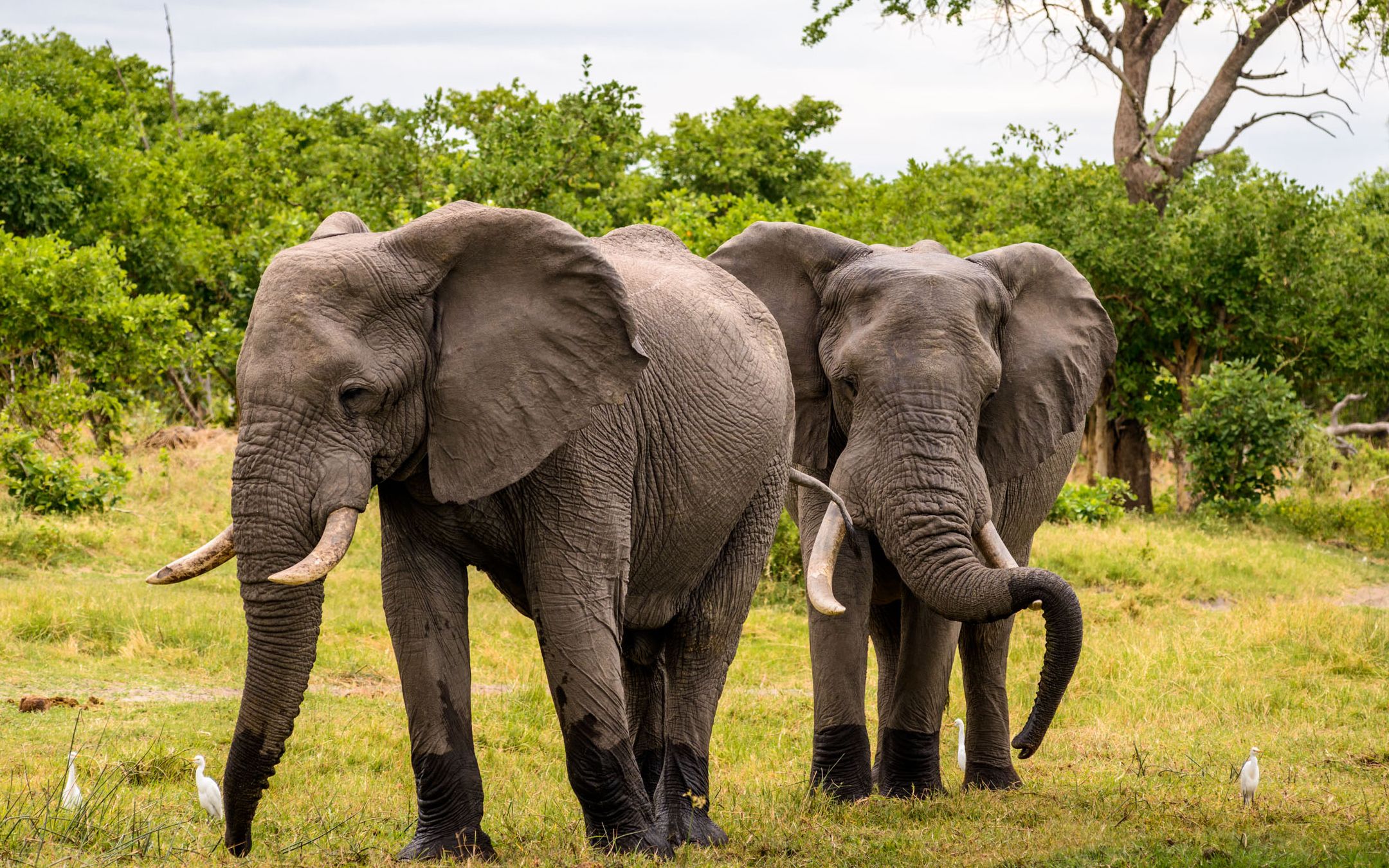 陆地上最大的哺乳动物——大象