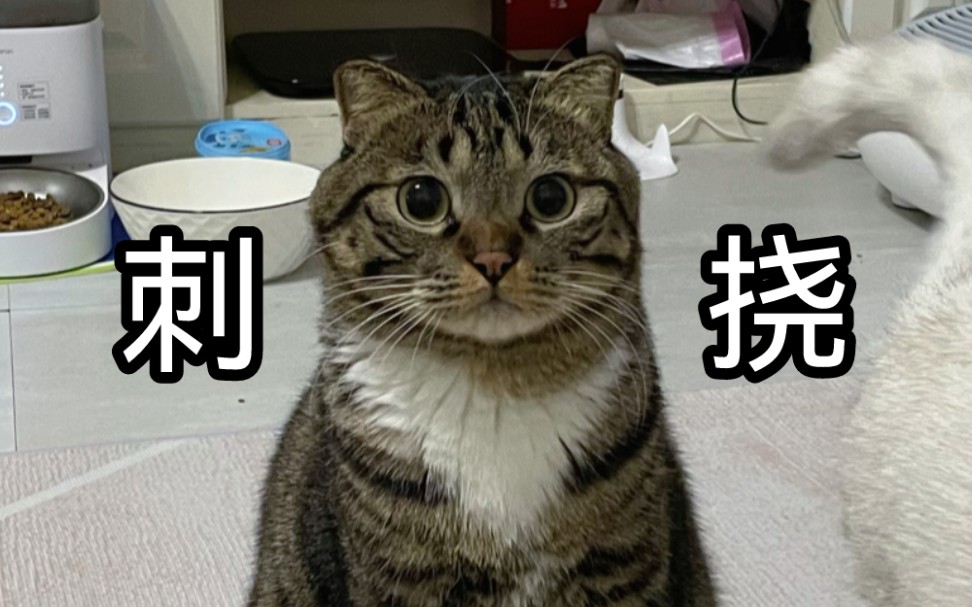 直播刺挠臭卷宝