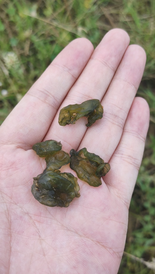 地衣(地皮菜,地耳等别名)