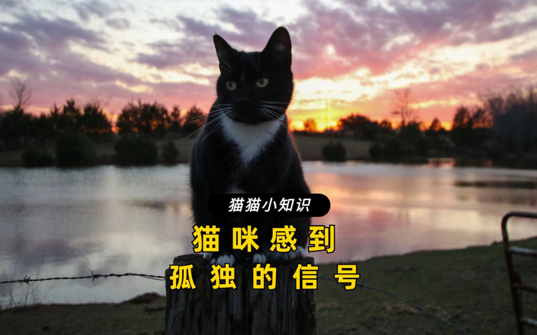 猫咪感到孤独的信号哔哩哔哩bilibili