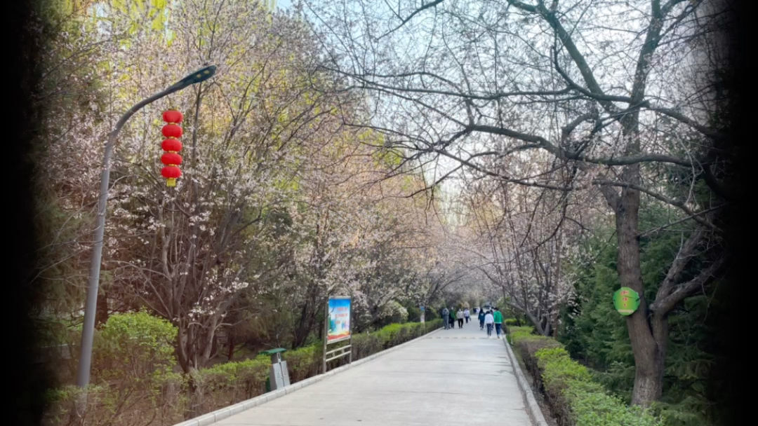 @伊犁师范大学#伊犁师范大学风景 春夏秋冬都有美丽风景哔哩哔哩bilibili